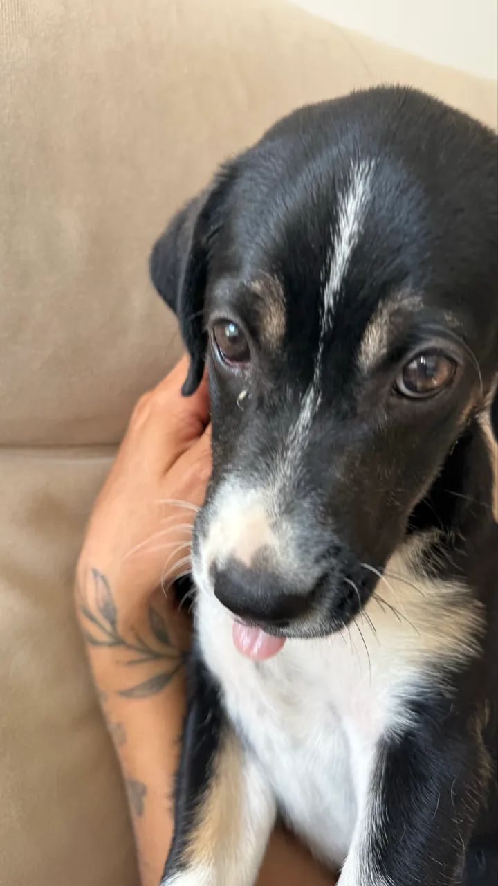 Cachorro  - Foto 3
