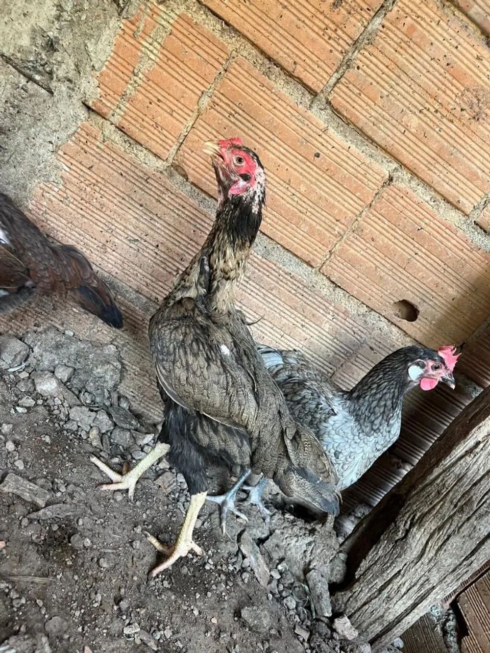 Galinhas indias exóticas... - Foto 6