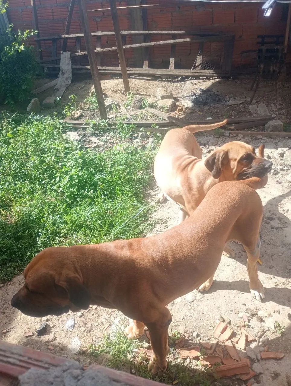 Fila brasileiro com pedigree  - Foto 3
