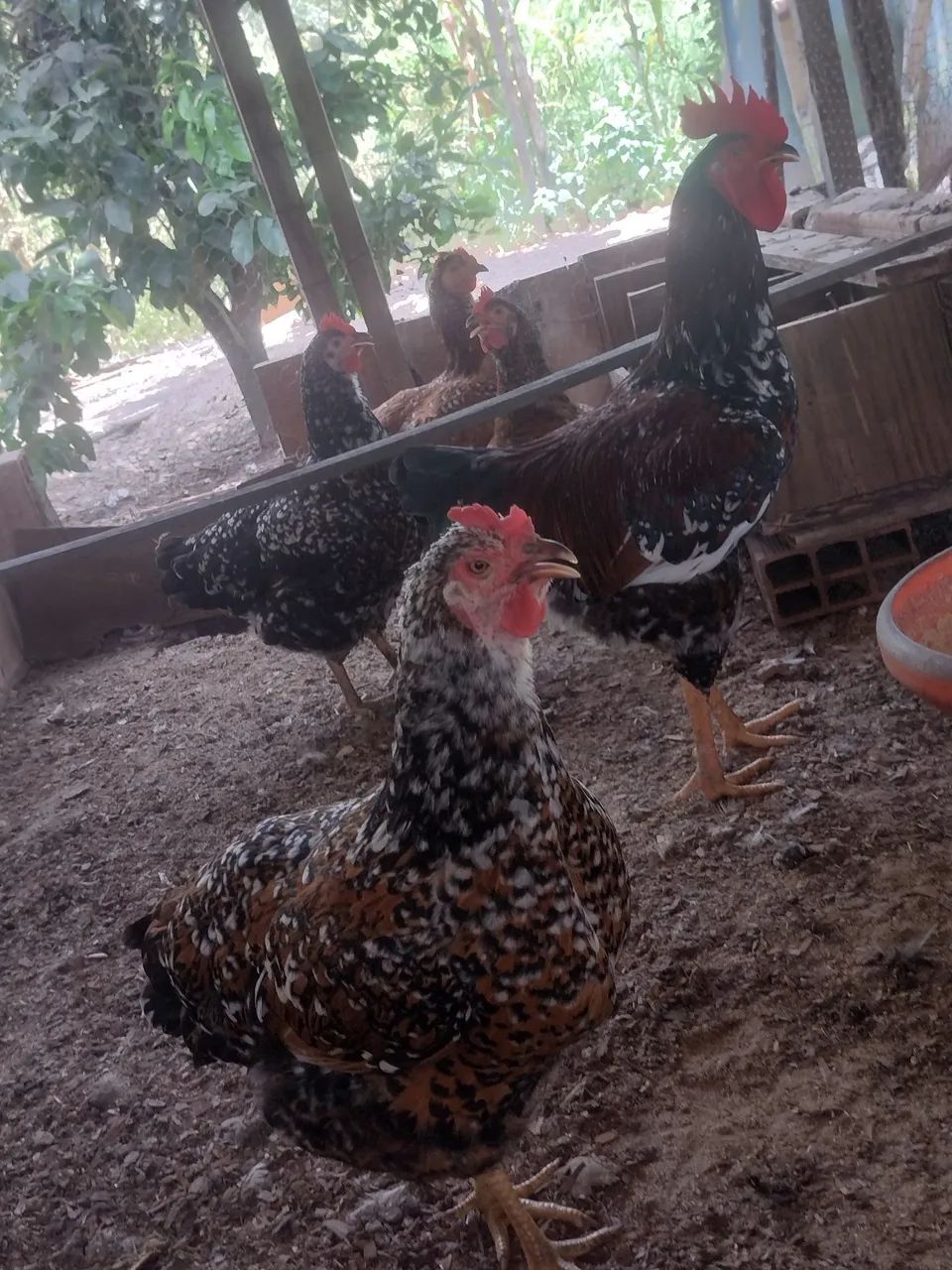 Ovos fértil GSB balão e pintinhos com 30 dias  - Foto 5