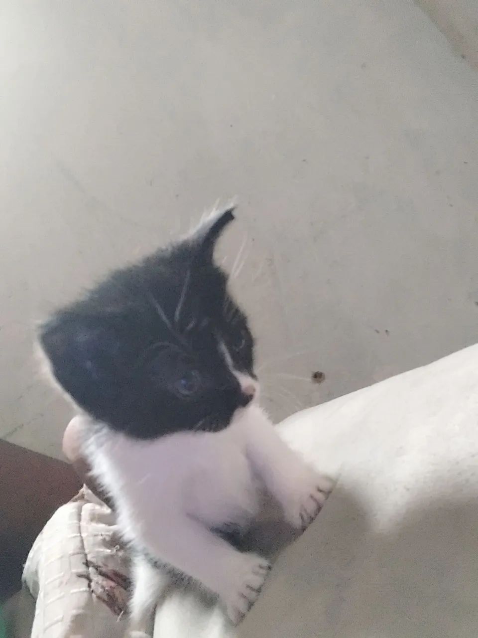 Gatinha fragola 2 meses - Foto 2