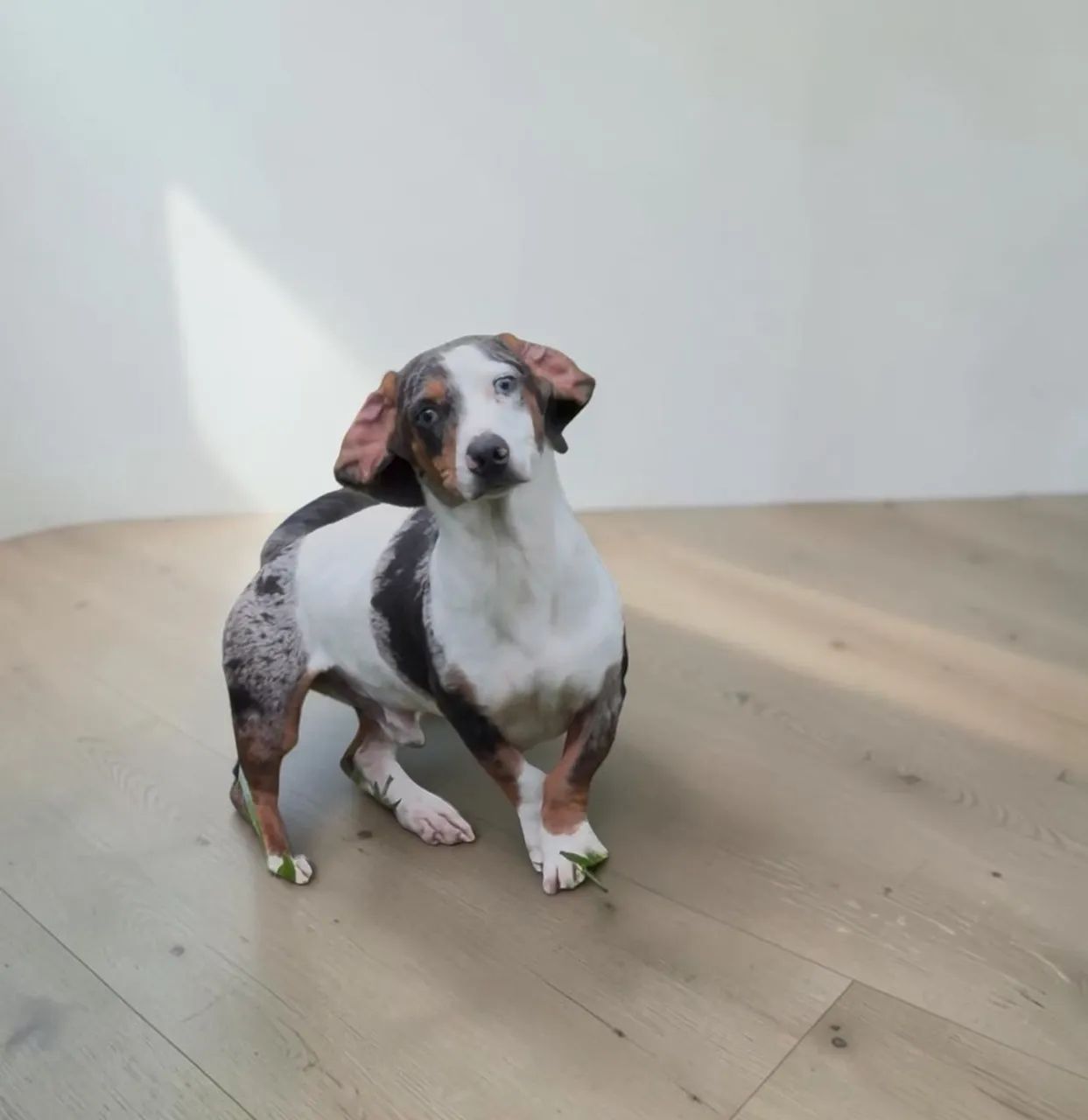 Daschund 1 ano castrado  - Foto 3
