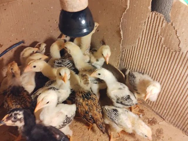 Frangos e Pintinhos ÍNDIO GIGANTE 