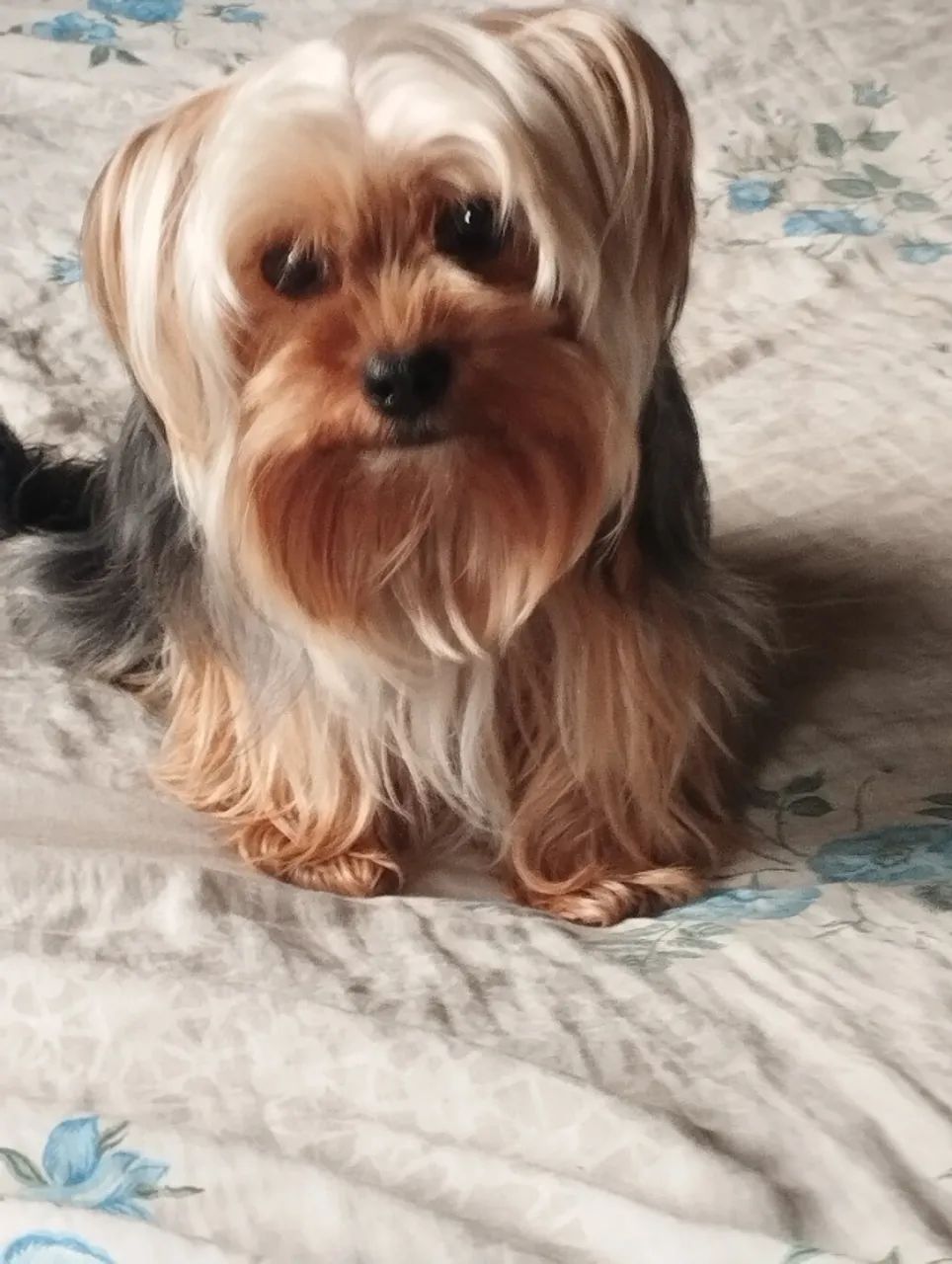 Yorkshire machinho