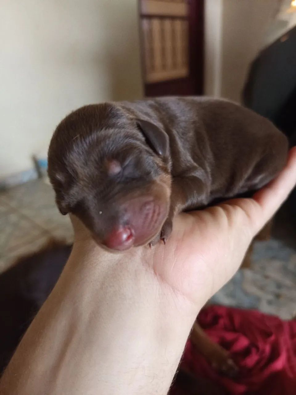 Doberman  - Foto 2