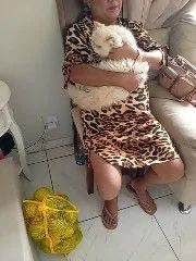 Gato Persa Macho  - Foto 3