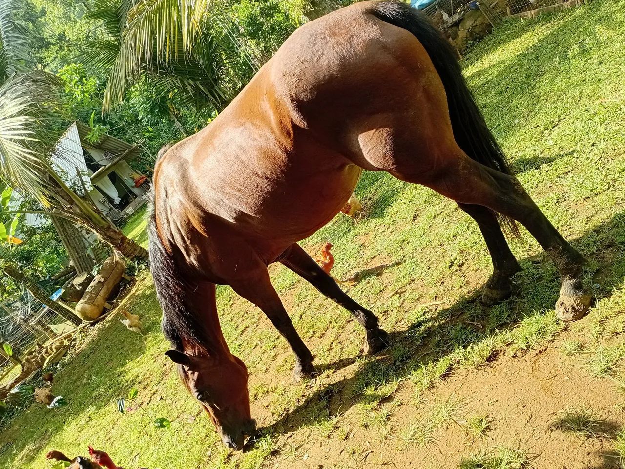 Cavalo quarto de milha - Foto 4