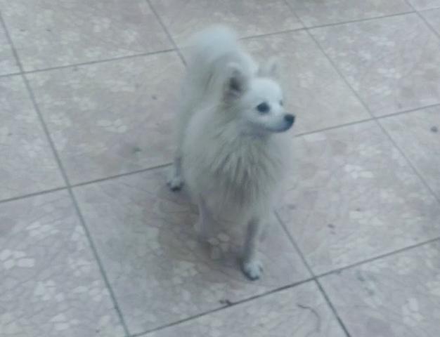 Spitz Alemão