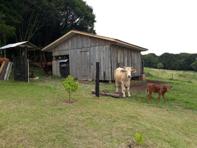 Vendo chacara no Juá RS - Foto 15