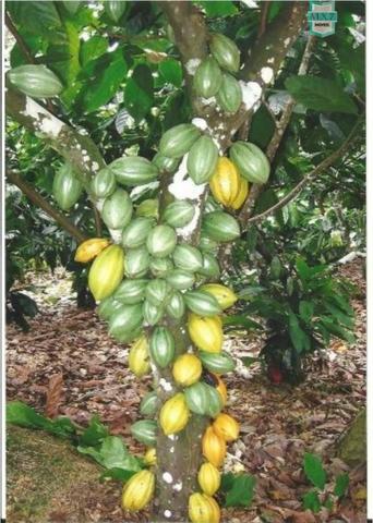Aiquara . Ótima fazenda produtora de cacau - Foto 20