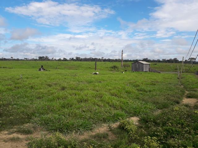 Imperdível fazenda em Roraima Caroebe - Foto 3