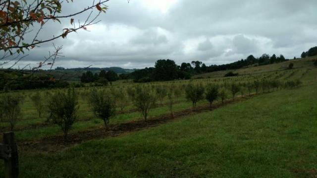 Fazenda para venda em balsa nova, são luiz do puruna 800 m do pedagio, 2 dormitórios, 2 ba - Foto 4