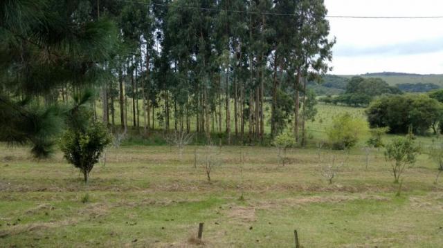 Fazenda para venda em balsa nova, são luiz do puruna 800 m do pedagio, 2 dormitórios, 2 ba - Foto 15