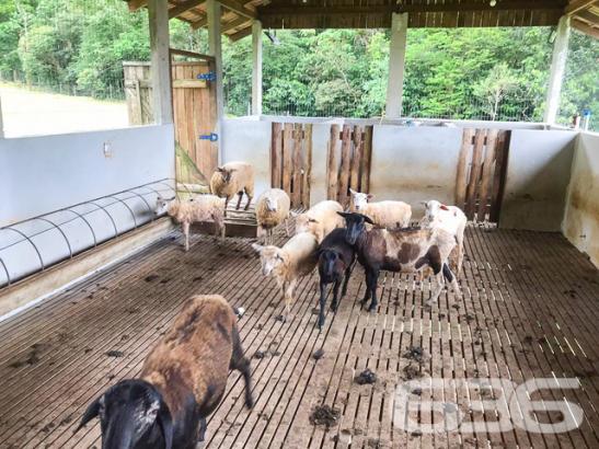 Chácara à venda com 3 dormitórios em Vila nova, Joinville cod:01028884 - Foto 5
