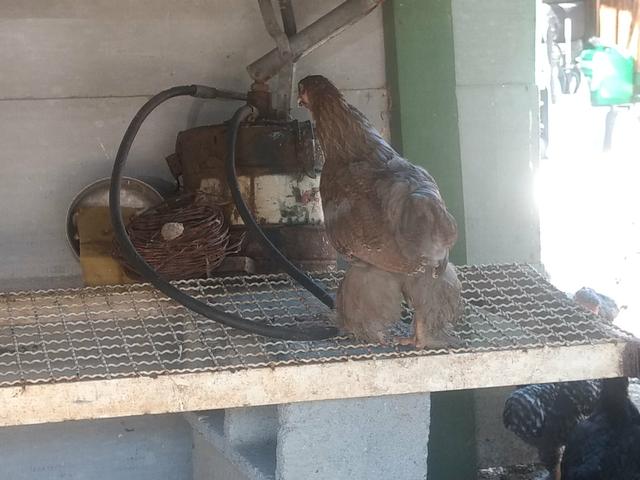 Franguinhos e pintinhos raça Brahma - Foto 5