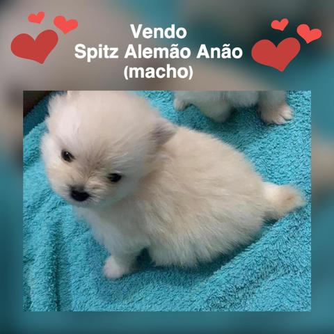 Spitz Alemão Anão macho