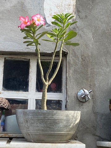 Rosa do deserto vaso de cimento - Materiais de construção e jardim -  Japiim, Manaus 1132130292 | OLX