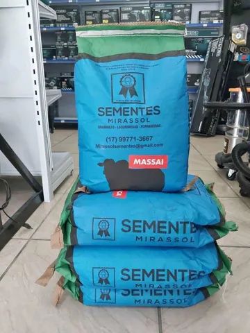 Semente de capim Massai revestida 10kg Mirassol - Nova/Loja