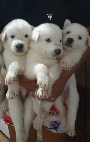 Husky siberiano 