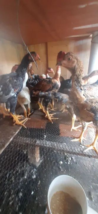 Galinha gsb. Ótima genética  - Foto 6