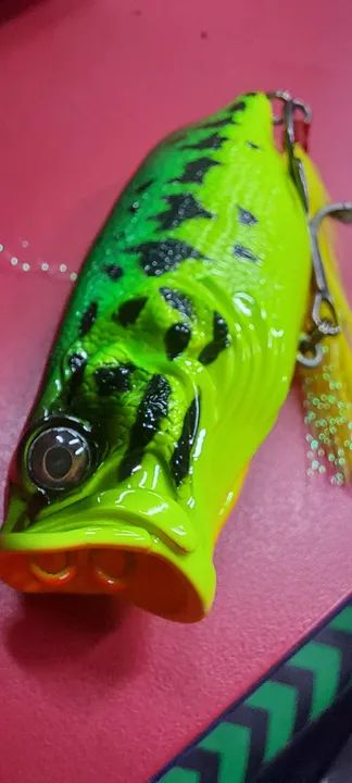 Isca adusta Popper 