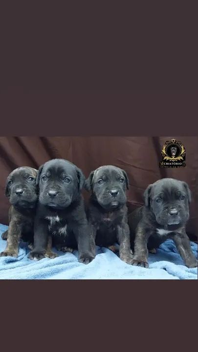 Filhotes de cane corso italiano  - Foto 2