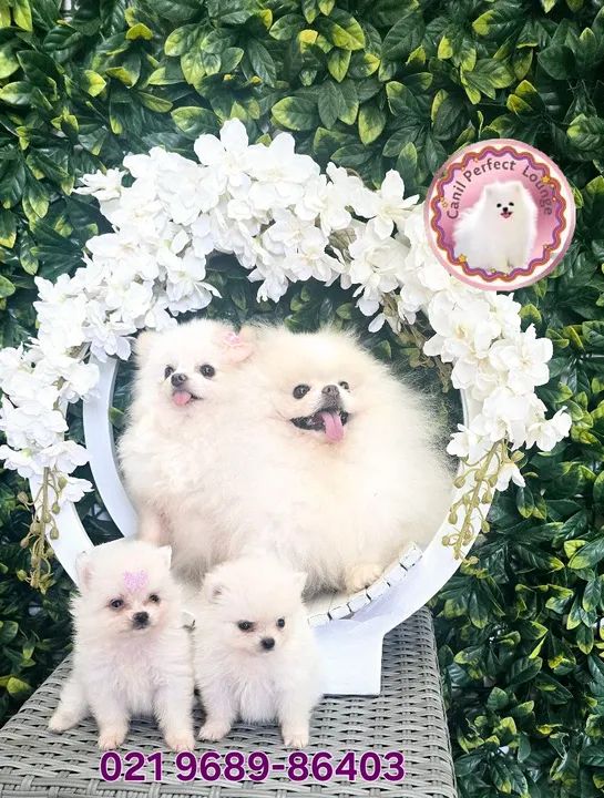 Lulu da Pomerânia  anão linhagem russa Ótima presente de Natal 