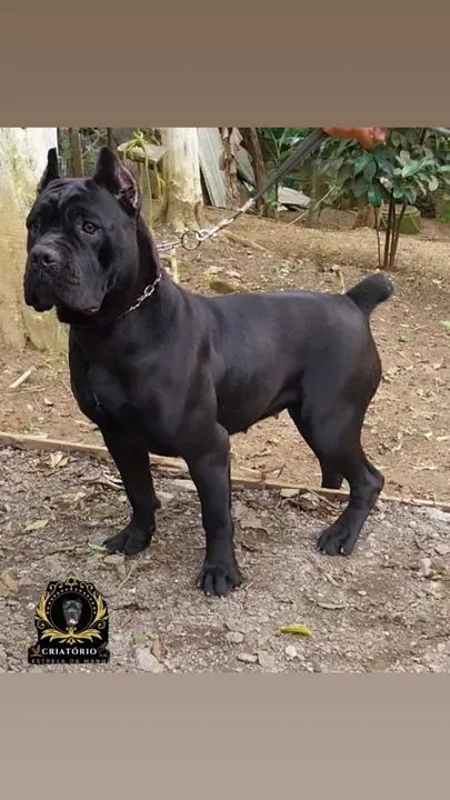 Filhotes de cane corso italiano  - Foto 4