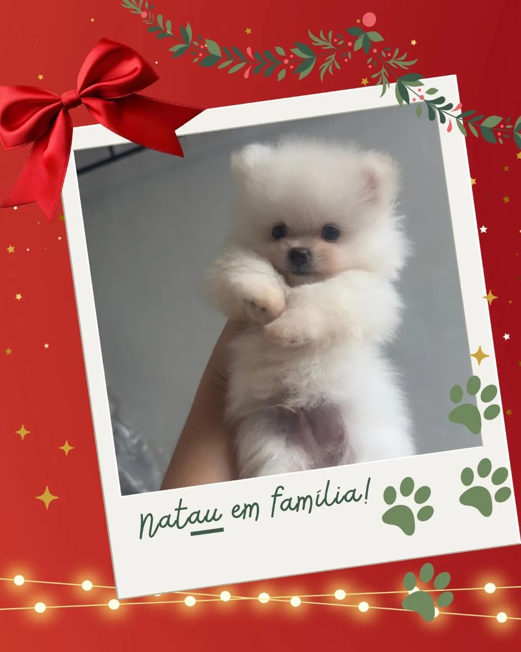 Lulu da Pomerania