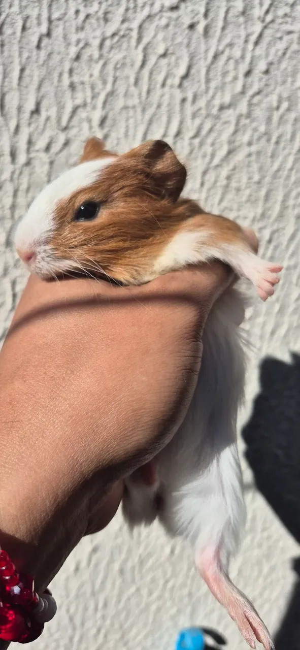 Porquinho da Índia 