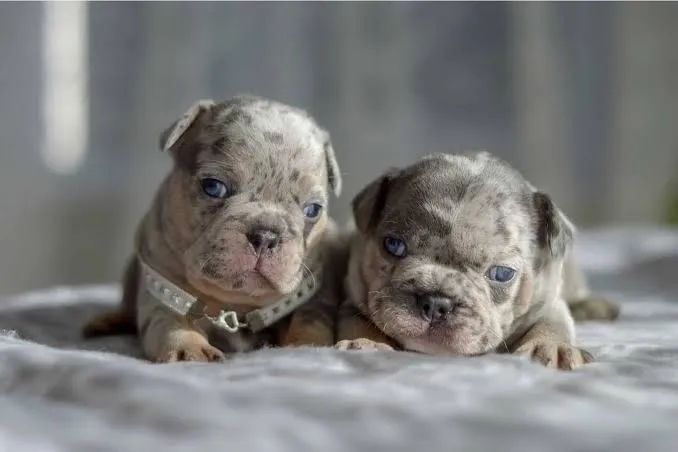 American Bully  - Micro / Pocket/Pronta entrega/ Perdizes - Foto 3