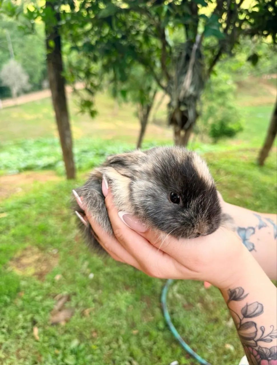 Vendo mini coelhos mini loop  - Foto 2