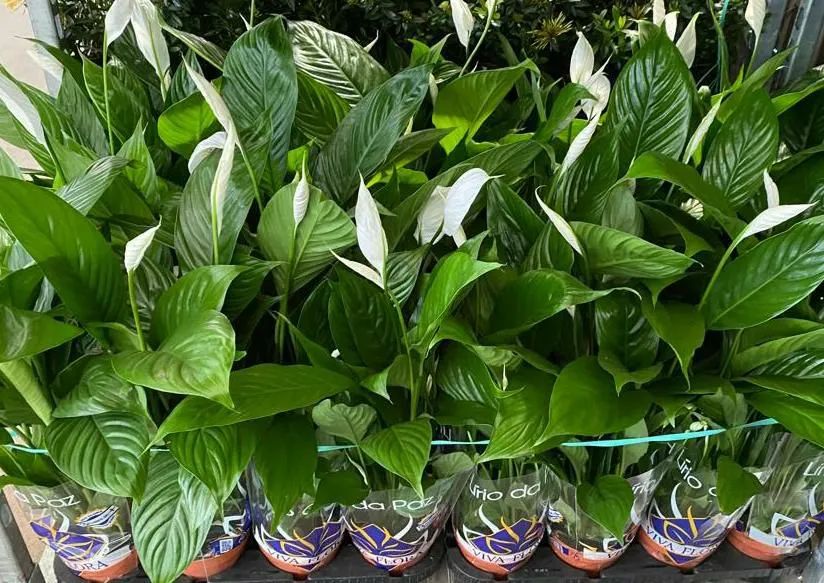 Plantas de Paz - Pacote com 12 Mudas