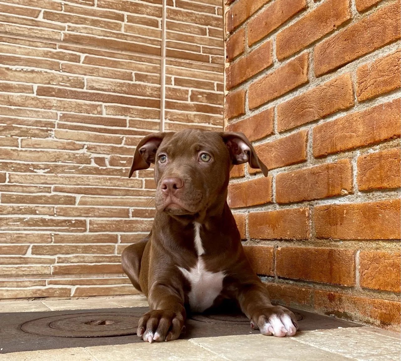 Pitbull Chocolate preço imperdível macho  - Foto 5