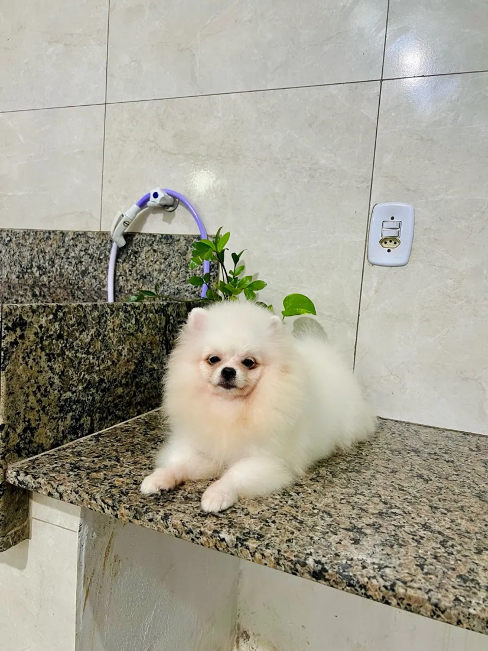 Filhote de Spitz Alemão