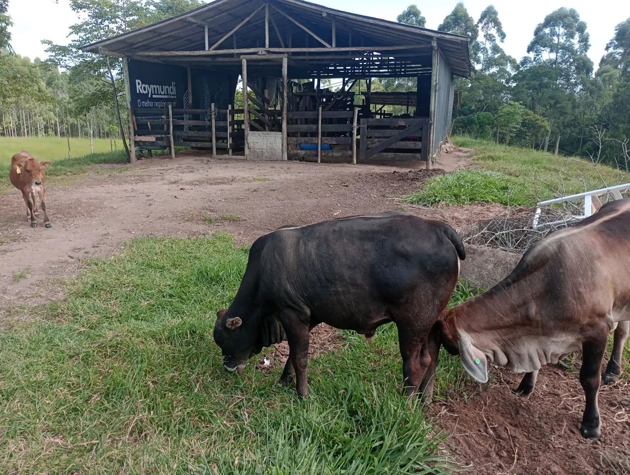 Bezerro para venda - Foto 2