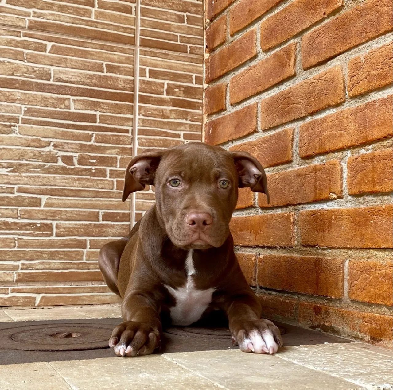 Pitbull Chocolate preço imperdível macho 