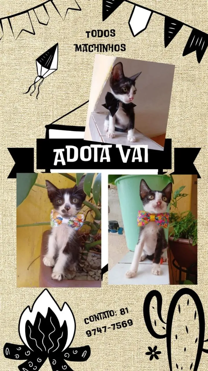 Gatinhos machinhos e uma femea para adoção!