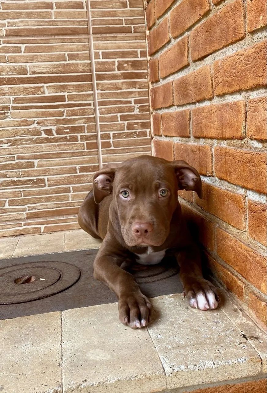 Pitbull Chocolate preço imperdível macho  - Foto 2