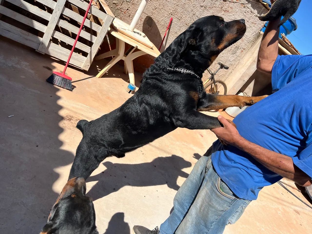 Filhotes de Rottweiler - Foto 4