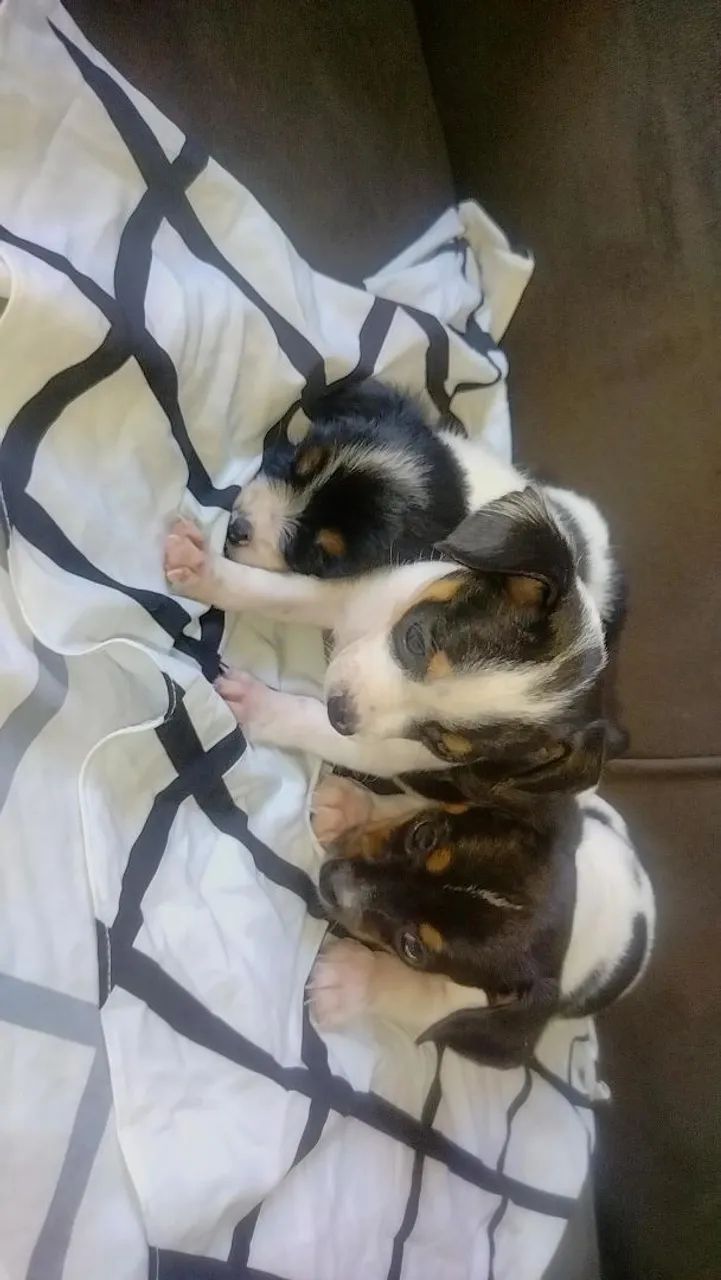 Filhotes de cachorro - Foto 2