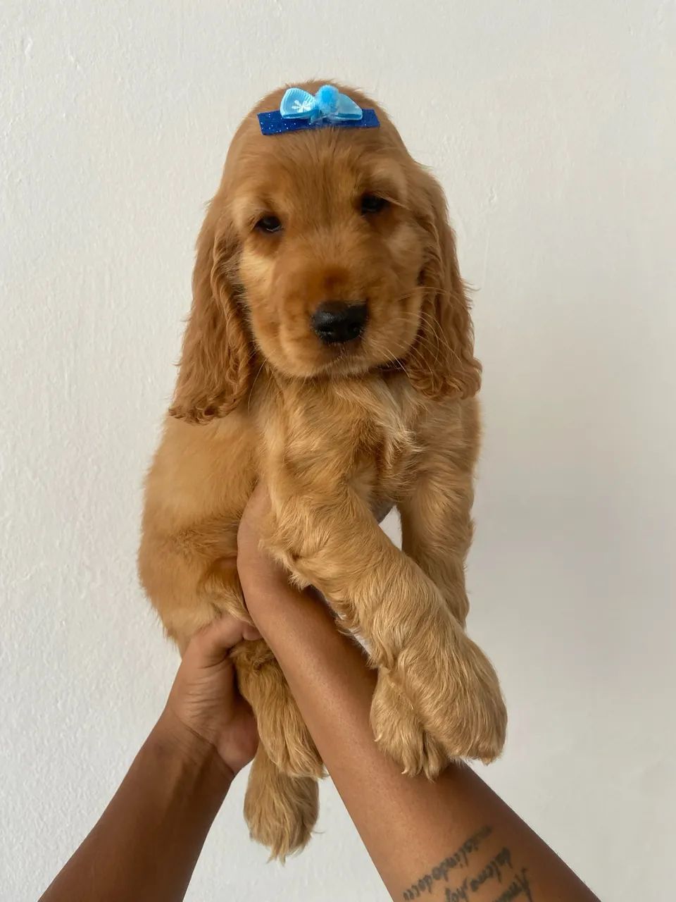 Cocker Inglês Baby - Orelhas Fofas! - Foto 3