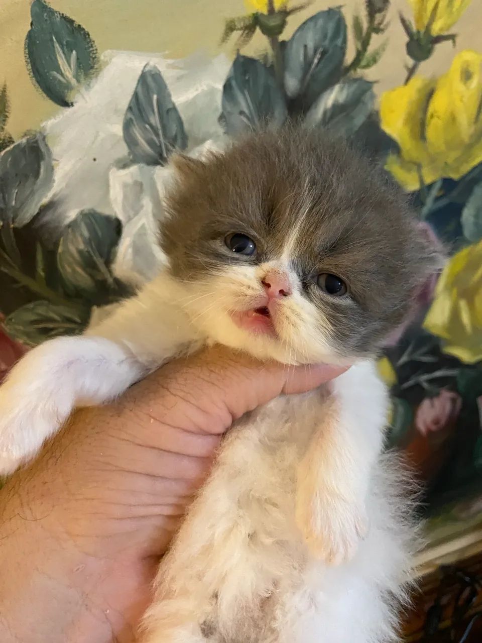 Persa show  - Foto 3