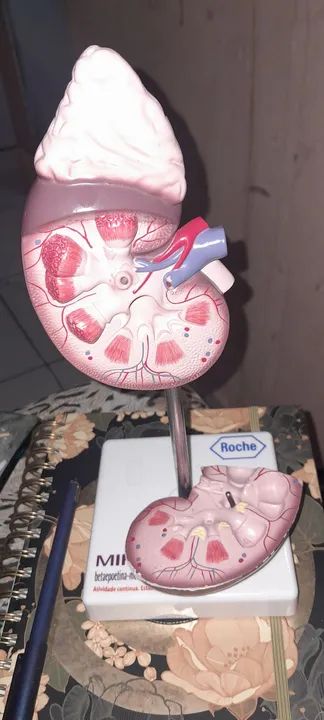 Modelo Anatômico de Rim Humano