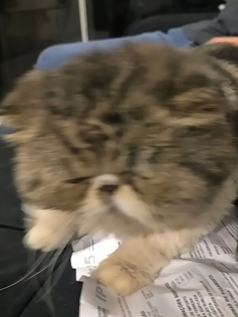 Gatinho perça vacinado e vernifugado 1200 - Foto 3