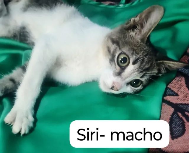 Gatinhos para adoção responsável  - Foto 4