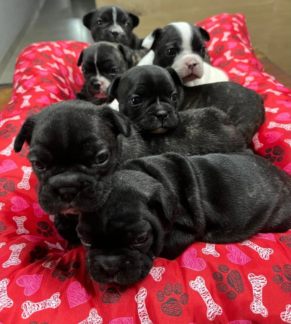 Filhotes de Bulldog Francês