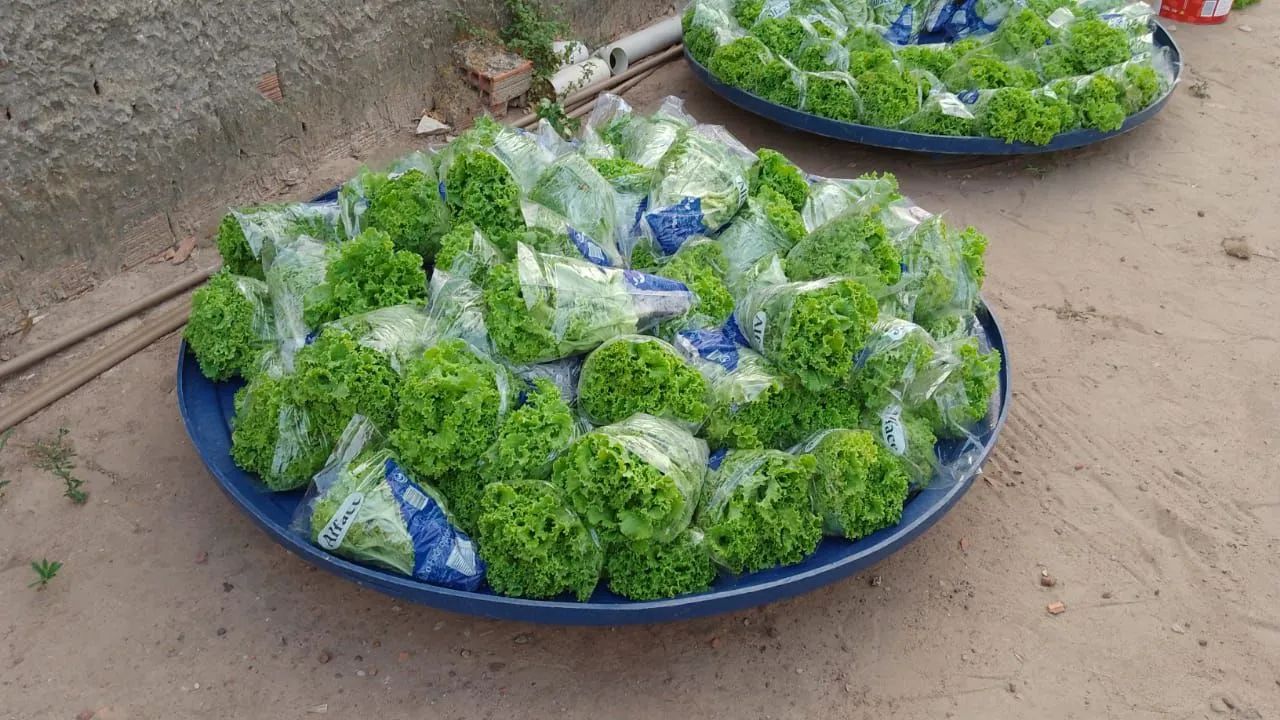 Sistema de hidroponia para produção de hortaliças  - Foto 6