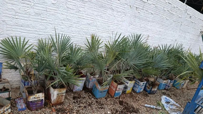 Muda de Palmeira azul  - Foto 3