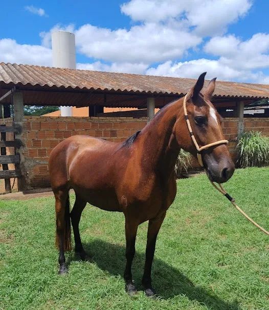 ÉGUA MANGALARGA MARCHADOR  - Foto 3